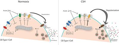 Carotid Body Type-I Cells Under Chronic Sustained Hypoxia: Focus on Metabolism and Membrane Excitability